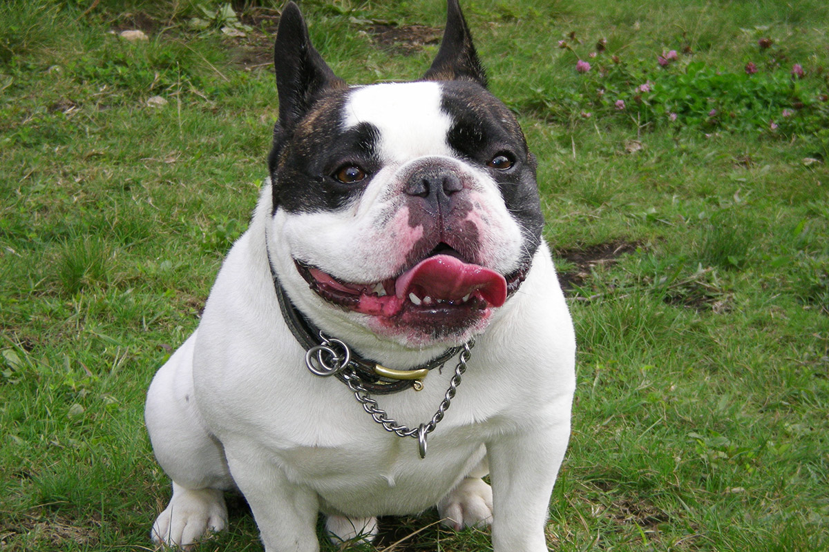 笑っているような犬